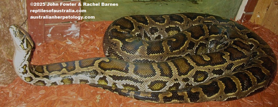Burmese Python (Python bivittatus)